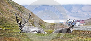 Two reindeer resting at night in front of Longyearbyen, Svalbard, Arctic