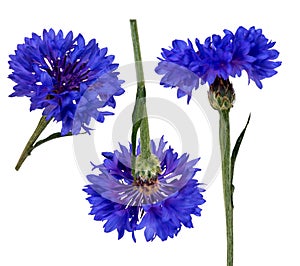 two related salfa canal files carved by a cornflower flower in different angles photo