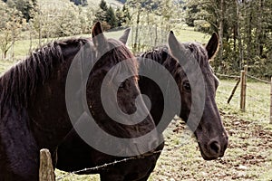 Two relaxed horses in the country behind fence