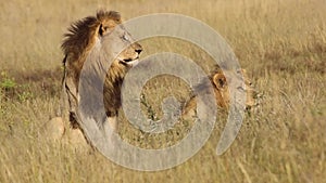 Two relaxed male lions keeping an attentive eye on activity in the distance