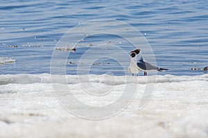 Two relict gulls Ichthyaetus relictus also known as Central Asian gull are on the snowy and icy beach of the Baltic Sea Bay on