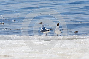 Two relict gulls Ichthyaetus relictus also known as Central Asian gull stand together on the snowy and icy beach of the Baltic