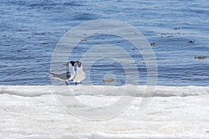 Two relict gulls Ichthyaetus relictus also known as Central Asian gull are standing together on the snowy and icy beach of the