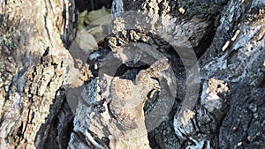 Two reptiles on an old tree, lake ivars and vila sana, lerida, spain, europe