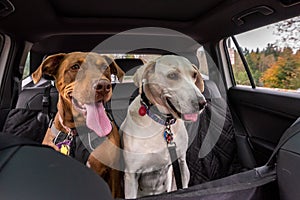 Two rescue dogs inside a car headed to the park, Doberman mix and white lab mix