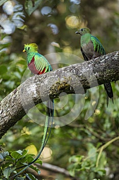 Two resplendent quetzal sitting on tree in summer light