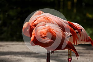 Two resting pink flamingos standing next to each other.