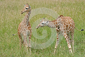 Two Reticulated Giraffes