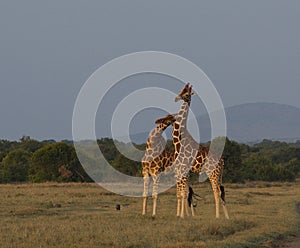 Two reticulated giraffes necking in the wild, Kenya