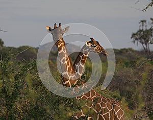 Two reticulated giraffes standing together in the dramatic sunlight of wild Meru National Park, Kenya