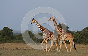 Two reticulated giraffes walking together in the wild plains, Kenya