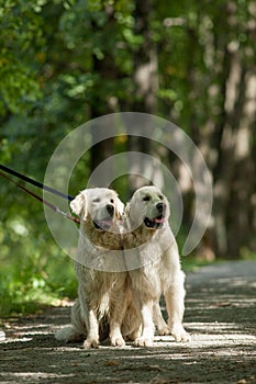 Two retriever in the park