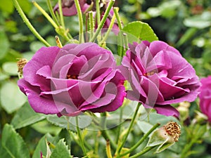 Two Rhapsody in Blue roses in full bloom