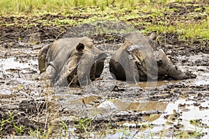 Rhino in mud in South Africa