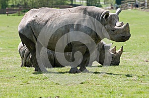 Two Rhinoceros