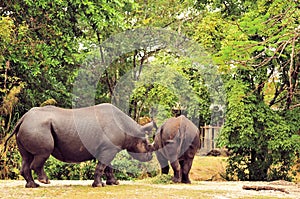 Dos rinoceronte 