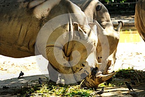 Two Rhinoceros photo