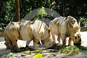 Two Rhinoceros