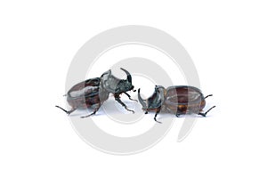 Two rhinoceros beetles closeup