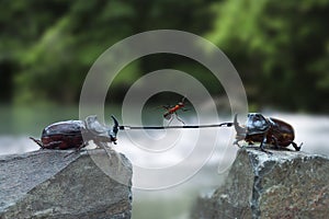 Two rhinoceros beetles with a rope and an ant over a precipice