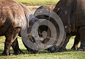 Two rhinoceros fighting with each other. Kenya. National Park. Africa.