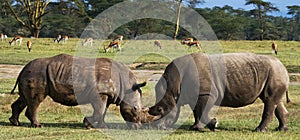 Two rhinoceros fighting with each other. Kenya. National Park. Africa.