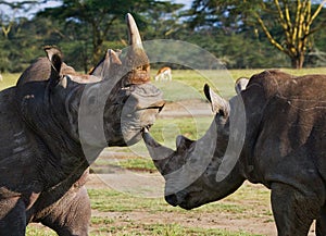 Two rhinoceros fighting with each other. Kenya. National Park. Africa.