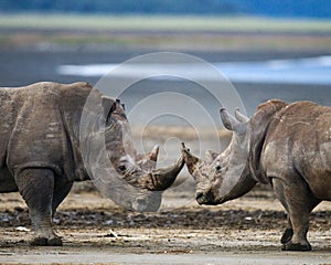 Two rhinoceros fighting with each other. Kenya. National Park. Africa.