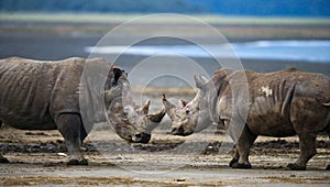 Two rhinoceros fighting with each other. Kenya. National Park. Africa.