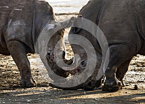 Two rhinoceros fighting with each other. Kenya. National Park. Africa.