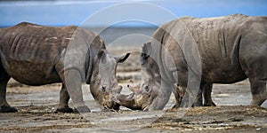 Two rhinoceros fighting with each other. Kenya. National Park. Africa.