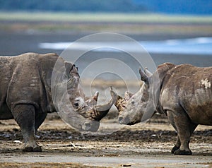 Two rhinoceros fighting with each other. Kenya. National Park. Africa.