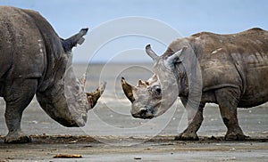 Two rhinoceros fighting with each other. Kenya. National Park. Africa.