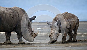 Two rhinoceros fighting with each other. Kenya. National Park. Africa.