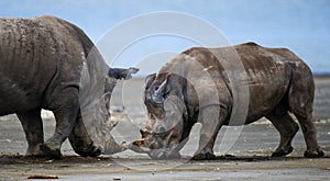 Two rhinoceros fighting with each other. Kenya. National Park. Africa.