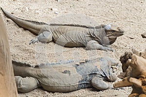 Two rhinoceros iguanas resting on the sand