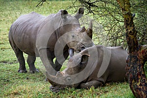 Two rhinoceros in the savanna. National Park. Africa.