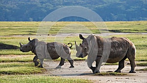 Two rhinoceros in the savanna. National Park. Africa.