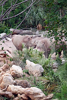 Two Rhinoceros