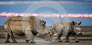 Two rhinoceros walking on the background of a flamingo in the national park. Kenya. National Park. Africa.