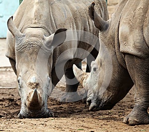 Two rhinoceroses in confrontation. photo