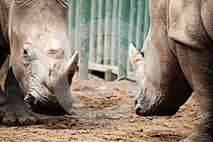 Two rhinoceroses in confrontation. photo