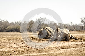 Two rhinoceroses in Hlane Royal National Park in eSwatini in Southern Africa