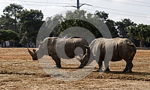Two rhinoceroses