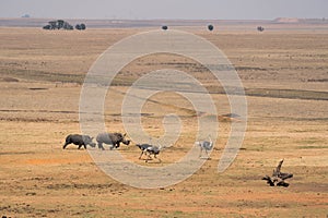 Two rhinoceroses and three ostriches photo