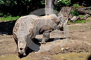 Two rhinos