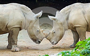 Two rhinos photo