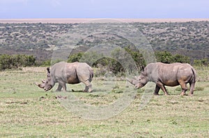 Two Rhinos in Africa