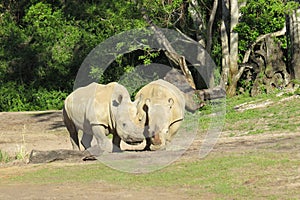 Two Rhinos communing in the sun