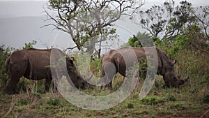 Two rhinos eating grass in the Hluhluwe - Imfolozi Park, South africa